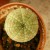   (Euphorbia besa)