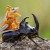 Frog-Riding-Beetle-1